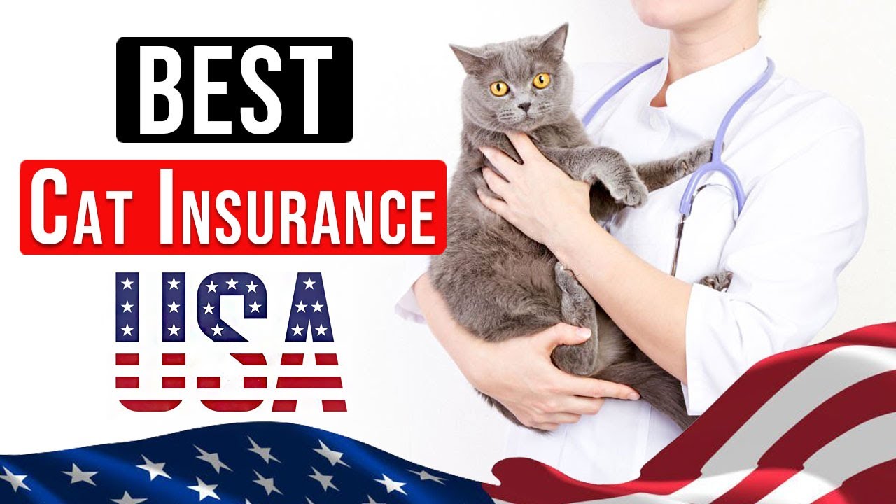 Insurance cat bow wow meow pet au cats rated