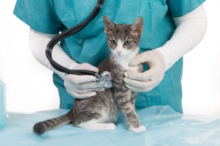 Insurance cat health pet